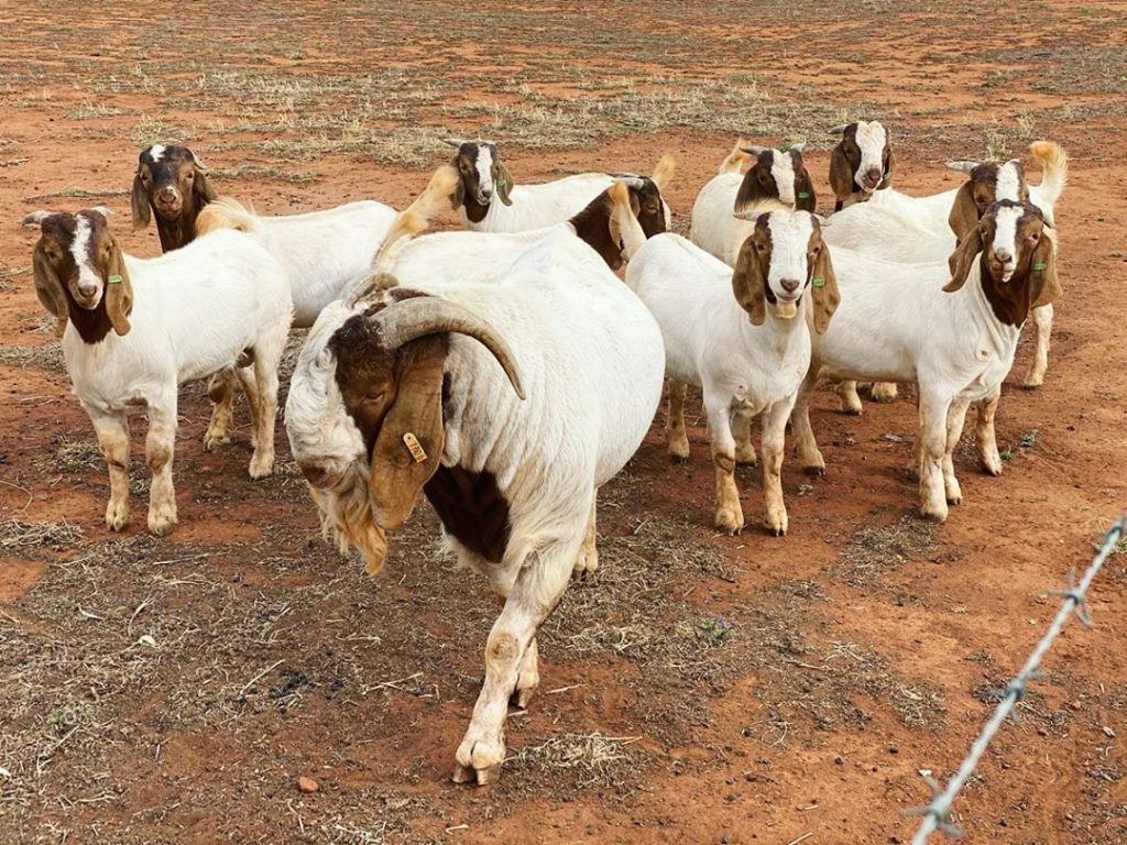 Livestock available (goats, sheep and cow)