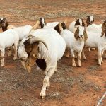 Livestock available (goats, sheep and cow)