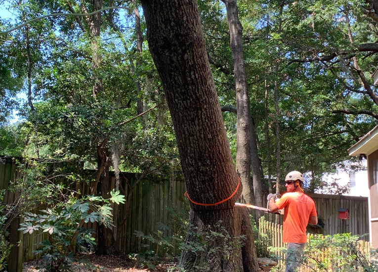 Absolute Trees