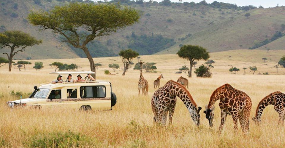 AdorableSafari and Tours